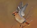 Bohemian Waxwing, sidensvans, Sweden 8th of November 2010 Photo: Tomas Lundquist