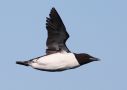 Thick-billed Murre, Russian Federation (outside WP) 9th of July 2010 Photo: David Erterius