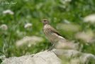 Northern Wheatear, France 22nd of July 2006 Photo: Thurel Julien