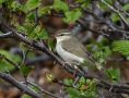 Arctic Warbler, Russian Federation (outside WP) 18th of June 2010 Photo: David Erterius