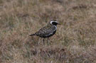 Pacific Golden Plover, Russian Federation (outside WP) 16th of June 2010 Photo: David Erterius
