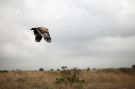 Tawny Eagle, På savannen, Kenya 2010 Photo: Jakob Dall