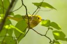 American Yellow Warbler, Canada 10th of May 2010 Photo: Henry Lehto