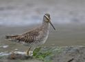 Short-billed Dowitcher, USA 16th of October 2010 Photo: Tomas Lundquist