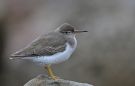 Spotted Sandpiper, Adult, USA 17th of October 2010 Photo: Tomas Lundquist