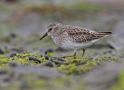 Least Sandpiper, USA 16th of October 2010 Photo: Tomas Lundquist