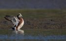 American Wigeon, Male, USA 20th of October 2010 Photo: Tomas Lundquist