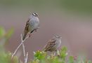 White-crowned Sparrow, USA 16th of October 2010 Photo: Tomas Lundquist