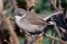 Lesser Whitethroat, Germany 17th of October 2010 Photo: Gabriel Schuler