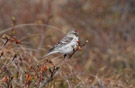 Arctic Redpoll, Russian Federation (outside WP) 7th of June 2010 Photo: David Erterius