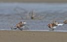 Spoon-billed Sandpiper, two spooners roosting, China 27th of April 2010 Photo: Tomas Lundquist