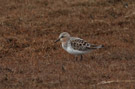 Red-necked Stint, Russian Federation (outside WP) 3rd of June 2010 Photo: David Erterius
