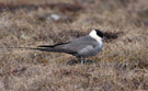 Long-tailed Jaeger, Russian Federation (outside WP) 2nd of June 2010 Photo: David Erterius