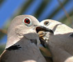 Eurasian Collared Dove, To unger kæmper om at blive først fodret., Spain 1st of January 2009 Photo: Hans Henrik Larsen