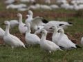 Ross's Goose, 2 Rosss' among thousands of Snow Geese, USA 5th of December 2010 Photo: Oz Horine