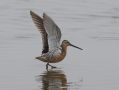 Long-billed Dowitcher, Russian Federation (outside WP) 13th of June 2010 Photo: David Erterius