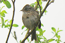 Stribet Sangspurv, Lincolns Sparrow,blev ny art i WP i 2010 på Acorerne, Canada 20. maj 2010 Foto: Allan Kjær Villesen