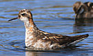 Red-necked Phalarope, Greenland 17th of July 2010 Photo: Niels Behrendt