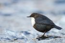 White-throated Dipper, Close up, Sweden 27th of January 2011 Photo: Daniel Pettersson