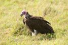 Lappet-faced Vulture, Adult, Kenya 15th of November 2010 Photo: Leif Høgh Olsen