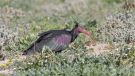 Northern Bald Ibis, Morocco 16th of February 2011 Photo: Anne Navntoft