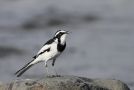 African Pied Wagtail, Ethiopia 1st of January 2011 Photo: Thomas Varto Nielsen