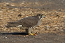 Peregrine Falcon, 2k, der vistnok lever på en stor fod.., Denmark 20th of February 2011 Photo: Claus Halkjær