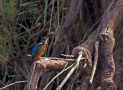 Common Kingfisher, Morocco 20th of February 2011 Photo: Anne Navntoft