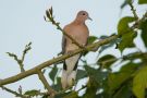 Laughing Dove, Israel 23rd of February 2011 Photo: Lars Birk
