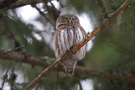 Eurasian Pygmy Owl, Sweden 27th of February 2011 Photo: Johnny Salomonsson