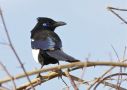 Eurasian Magpie, Morocco 15th of February 2011 Photo: Anne Navntoft