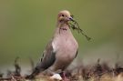 Mourning Dove, USA 5th of March 2011 Photo: Arne Kiis