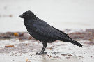 Carrion Crow, Ikke almindelig på denne egn, Denmark 14th of March 2011 Photo: Axel Mortensen