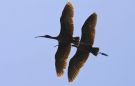 Glossy Ibis, Morocco 15th of February 2011 Photo: Anne Navntoft
