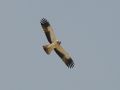 Booted Eagle, Israel 3rd of April 2010 Photo: David Andersson