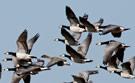 Barnacle Goose, Gåselort i luften, Denmark 19th of March 2011 Photo: Hans Henrik Larsen