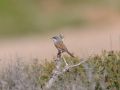 Spectacled Warbler, Israel 24th of March 2010 Photo: David Andersson