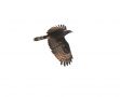 Crested Honey Buzzard, Israel 27th of March 2010 Photo: David Andersson