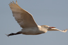 Western Cattle Egret, Israel 26th of March 2011 Photo: Johnny Salomonsson