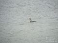 Yellow-billed Loon, 2 cy, Denmark 2nd of April 2011 Photo: Dennis Olsen