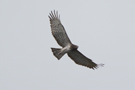 Short-toed Snake Eagle, Israel 20th of March 2011 Photo: Johnny Salomonsson