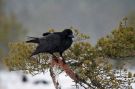 Northern Raven, Common Raven (Corvus corax), Sweden 30th of December 2005 Photo: Robert Paepke