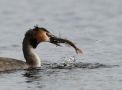Great Crested Grebe, Fishing success, Sweden 7th of April 2011 Photo: Johannes Rydström