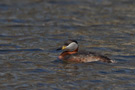 Red-necked Grebe, Denmark 14th of April 2011 Photo: Claus Halkjær