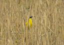 Western Yellow Wagtail, 