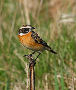 Whinchat, Denmark 19th of April 2011 Photo: Axel Mortensen