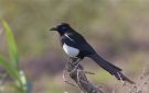Eurasian Magpie, Morocco 14th of February 2011 Photo: Anne Navntoft