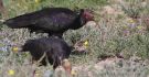 Northern Bald Ibis, Morocco 20th of February 2011 Photo: Anne Navntoft