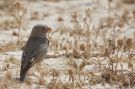 Trumpeter Finch, Israel 29th of March 2011 Photo: Peter Brostrøm