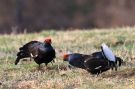 Black Grouse, Norway 20th of April 2011 Photo: Arnold Georg Houmann